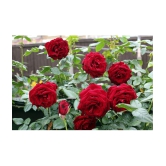 CLASSIC GREEN EARTH - Tube Rose Flower ( 25 Seeds )