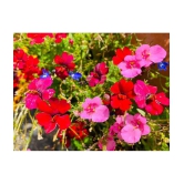 Nemesia mix type flower 30 seeds pack with cocopeat snd user manual