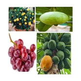 4 TYPES FRUITS SEEDS COMBO 60 SEEDS PACK (LEMON,GRAPES,PAPAYA,GUAVA) 15 SEEDS OF EACH ONE ITEMS TOTAL 60 SEEDS PACK WITH COCOPEAT AND MANUAL