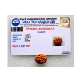 PAYSTORE Rudraksha Pack of 1