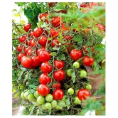 Hybrid Indian Tomato | Tamatar 50 Seeds Pack