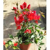 Flame red bougainvillea flowers plant