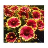 CLASSIC GREEN EARTH - Gaillardia Mixed Flower ( 35 Seeds )