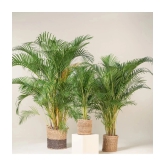 ARECA PALM ORNAMENTAL AIR PURIFYING INDOOR OUTDOOR TREE 5 SEEDS PACK WITH FREE COCOPEAT POTTING SOIL AND USER MANUAL FOR TERRACE AND HOME GARDENING CHEAP RATE ON SNAPDEAL