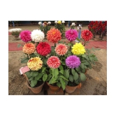 homeagro - Dahlia Mixed Flower ( 25 Seeds )