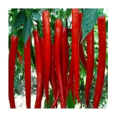 Jignisha Seeds - Chilli Vegetable ( 50 Seeds )