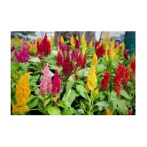 Celosia flower 100 seeds pack with free Free cocopeat(100 grams) and user manual for your garden