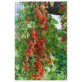 Cheery climbing tomato seeds