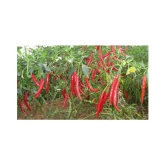 red hot chilli (50 per packet)