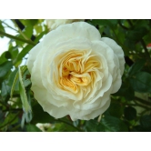 Climbing Rose Flower Plants (White)