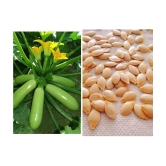 Zucchini High Yielding Hybrid Light Green Long Squash Seeds - Pack of 10 Seeds