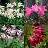 Crinum Lily Flower Bulb any Color