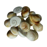 SwadesiBuyzzar - Marble Gomti Chakra (Pack of 1)