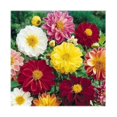 Dahlia Mignon Mix Flower Seeds (Pack of 50) with cocopeat