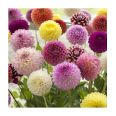 homeagro - Dahlia Mixed Flower ( 25 Seeds )