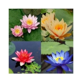 OLD STORE 4 COLOURS MIXED LOTUS SEEDS 20 SEEDS WITH MANUAL