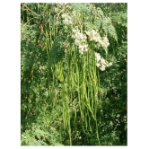 Dwarf Hybrid Drumstick Moringa Oleifera Short Dwarf Variety Vegetable Seeds Pack Of 15 Seeds