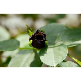 Black Rose Grafting Flower Plant