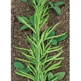 Recron Seeds - Beans Vegetable ( 10 Seeds )