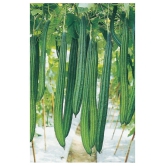 Ridge Gourd Jaipur Long, Turee seeds, Cucurbits Vegetable 20 Seeds