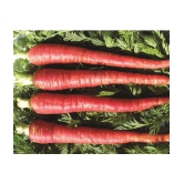 Carrot Seeds, Red Carrot Seeds, Gajar Seeds Pack of 300 Gaajar Seeds