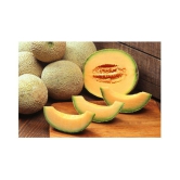 muskmelon plant seeds