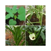 Okra Bhindi Pusa Sawni - Desi Vegetable 50 Seeds