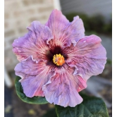 Austrelian Hibiscus Plant For Home Gardening