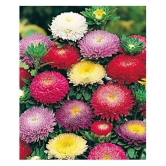 MIX COLOUR ASTER FLOWER 50 SEEDS PACK WITH COCOPEAT AND MANUAL