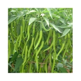 Chilli G 4 Long - Desi Vegetable Seeds 100 Seed