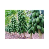 Red Lady Papaya Pack of 40 Seeds + Instruction Manual