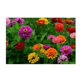 HN organic seed - Zinnia Mixed Flower ( 20 Seeds )