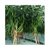 Recron Seeds Garden Hot Chilli Pepper - Mirchi Chilli Seeds - ( 50 seeds )