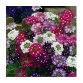 Leafy Tales Verbena- Flower Seeds for Balcony Gardening, 50 seeds