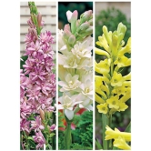 Garden Rajnigandha Double Flowering Fragrant Polianthes Tube rose Flower Bulbs/Seeds ( mix - 3 Bulbs )