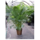 V Square Retail ARECA PALM VERY POPULAR EASY TO GROW A CHARMING Tree Seeds