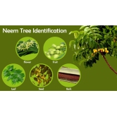 NEEM PLANT NURSERY