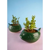 Green Catfish Planter