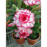 Rose Variety Adenum Flower Plant For Home Garden