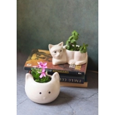 Cat & Kitty Planter