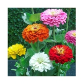 CLASSIC GREEN EARTH Zinnia Flowers 50+ seeds