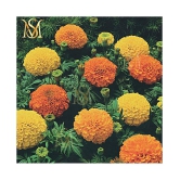 MS. Marigold Seeds MIX 30 seeds