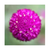 Gomphrena purple seeds Flower 20 Seeds