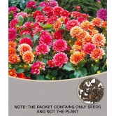 homeagro - Dahlia Mixed Flower ( 25 Seeds )