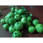 Guava