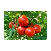 Tomato hybrid 100 seeds high germination seeds with instruction manual