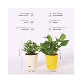 Ugaoo Good Luck Indoor Plants For Home With Pot - Jade Plant & Money Plant Variegated