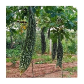 CLASSIC GREEN EARTH - Bitter Gourd Vegetable ( 12 Seeds )