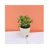 UGAOO Good Luck Jade Indoor Plant with Self Watering Pot