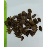 Black cardamom